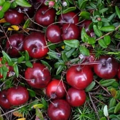 Клюква БЕН ЛИР  Клюква БЕН ЛИР в Ставрополе