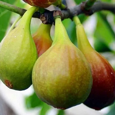 Инжир ДАЛМАТСКИЙ  Инжир ДАЛМАТСКИЙ в Ставрополе