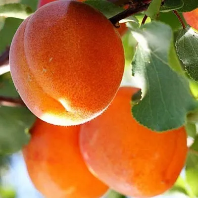 Абрикос в Ставрополе