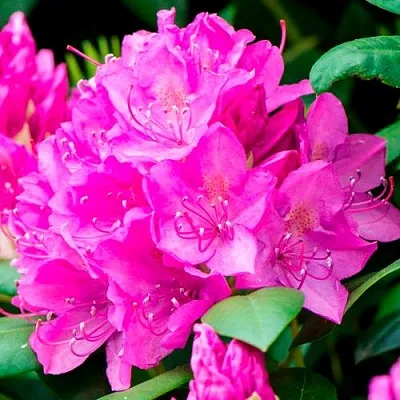 Азалия ПУРПУРТРАУМ японская  Азалия ПУРПУРТРАУМ японская в Ставрополе