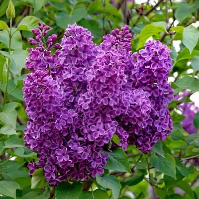 Сирень СУМЕРКИ в Ставрополе