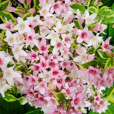 Вейгела САННИ ПРИНЦЕСС  Вейгела САННИ ПРИНЦЕСС в Ставрополе