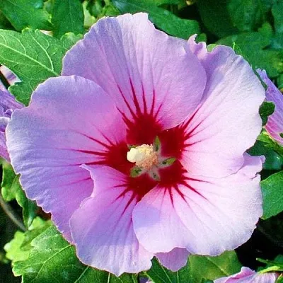 Гибискус ПИНК ФЛИРТ сирийский  Гибискус ПИНК ФЛИРТ сирийский в Ставрополе