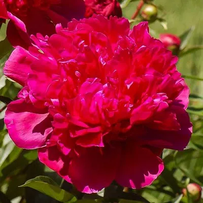 Пион БИГ БЕН травянистый  Пион БИГ БЕН травянистый в Ставрополе