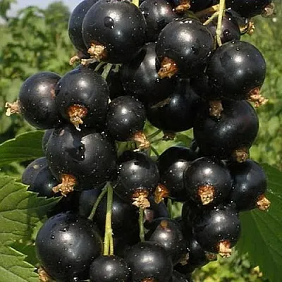 Смородина черная ИСКУШЕНИЕ  Смородина черная ИСКУШЕНИЕ в Ставрополе