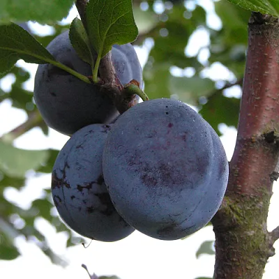 Слива ВЕНГЕРКА БЕЛОРУССКАЯ  Слива ВЕНГЕРКА БЕЛОРУССКАЯ в Ставрополе