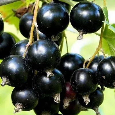 Смородина чёрная СОКРОВИЩЕ  Смородина чёрная СОКРОВИЩЕ в Ставрополе