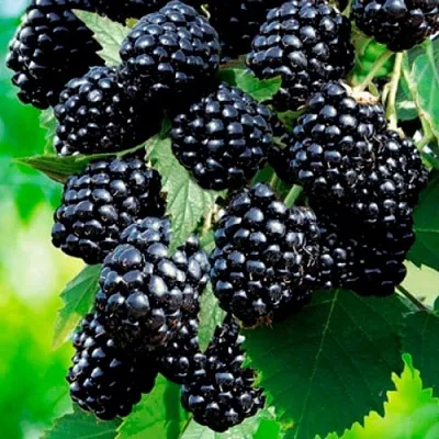 Ежевика ЛОХТЕЙ бесшипная  Ежевика ЛОХТЕЙ бесшипная в Ставрополе