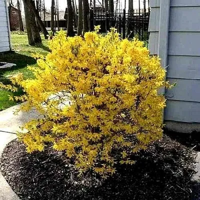 Форзиция ЛЕДНОГОРА промежуточная  Форзиция ЛЕДНОГОРА промежуточная в Ставрополе