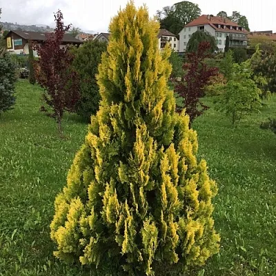 Туя ЕЛЛОУ РИББОН западная  Туя ЕЛЛОУ РИББОН западная в Ставрополе