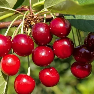 Вишня ЛЮБСКАЯ в Ставрополе