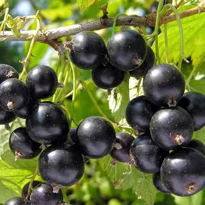 Смородина черная ГАМАЮН  Смородина черная ГАМАЮН в Ставрополе