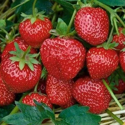 Клубника СЕЛЬВА ремонтантная  Клубника СЕЛЬВА ремонтантная в Ставрополе