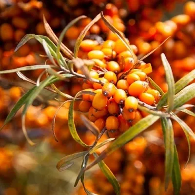 Облепиха ФИНСКАЯ  Облепиха ФИНСКАЯ в Ставрополе