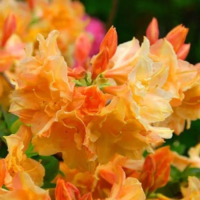 Азалия ЧАРДАШ листопадная  Азалия ЧАРДАШ листопадная в Ставрополе