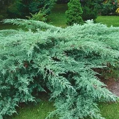 Можжевельник ГРЕЙ ОУЛ виргинский  Можжевельник ГРЕЙ ОУЛ виргинский в Ставрополе