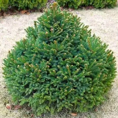 Ель БАРРИ обыкновенная  Ель БАРРИ обыкновенная в Ставрополе