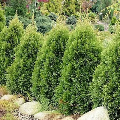 Туя СМАРАГД ВИТБОНТ западная  Туя СМАРАГД ВИТБОНТ западная в Ставрополе