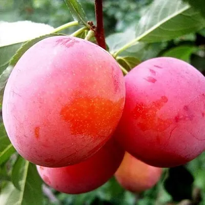 Слива КОМЕТА  Слива КОМЕТА в Ставрополе