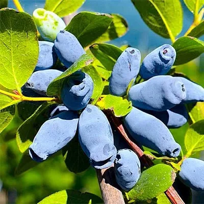 Жимолость съедобная АВРОРА  Жимолость съедобная АВРОРА в Ставрополе