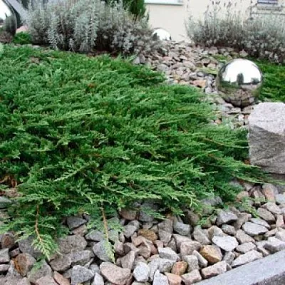 Можжевельник ПРИНЦ ОФ УЭЛЬС горизонтальный  Можжевельник ПРИНЦ ОФ УЭЛЬС горизонтальный в Ставрополе