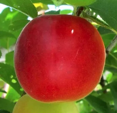 Плумкот БИРИКОККОЛО БОЛОГНЕС  Плумкот БИРИКОККОЛО БОЛОГНЕС в Ставрополе