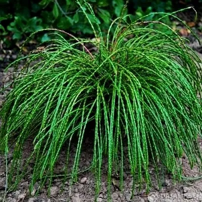 Туя ВИПКОРД складчатая  Туя ВИПКОРД складчатая в Ставрополе