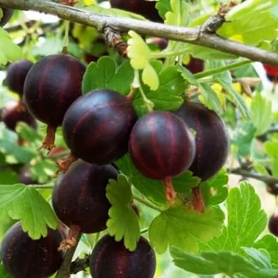 Крыжовник СЕВЕРНЫЙ КАПИТАН в Ставрополе