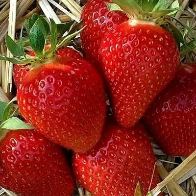 Клубника СИБИЛЛА  Клубника СИБИЛЛА в Ставрополе