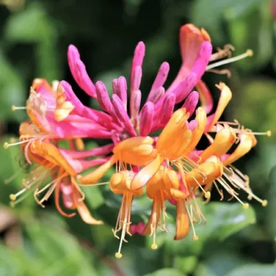 Жимолость ГЕКРОТА в Ставрополе