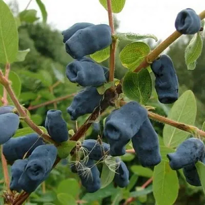 Жимолость съедобная ПУШКИНСКАЯ  Жимолость съедобная ПУШКИНСКАЯ в Ставрополе