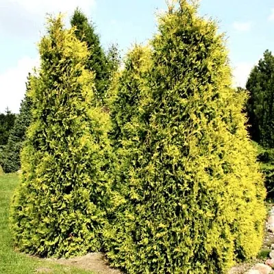 Туя САЛЛАНД западная  Туя САЛЛАНД западная в Ставрополе