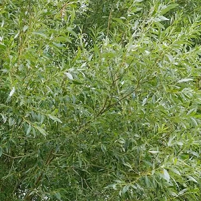 Ива ВИТЕЛЛИНА белая  в Ставрополе