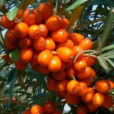 Облепиха ПЛАМЕННАЯ  Облепиха ПЛАМЕННАЯ в Ставрополе