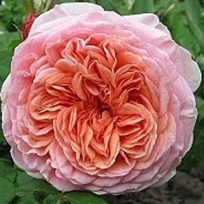 Саженцы роз АБРАХАМ ДЕРБИ английская  Саженцы роз АБРАХАМ ДЕРБИ английская в Ставрополе