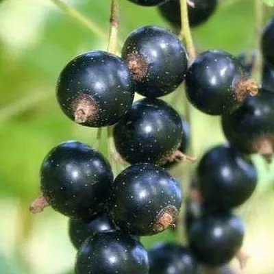 Смородина черная СТРЕЛЕЦ  Смородина черная СТРЕЛЕЦ в Ставрополе