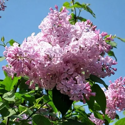 Сирень БУФФОН в Ставрополе