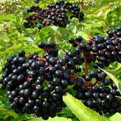 Бузина черная БАГАЦЦЕ в Ставрополе