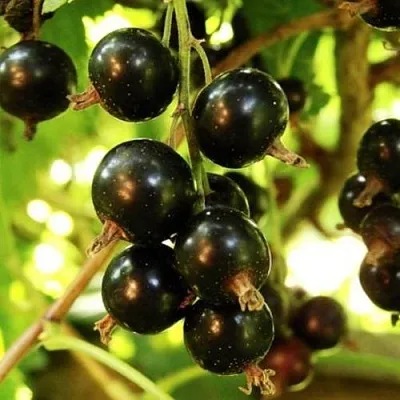 Смородина чёрная НАРА  Смородина чёрная НАРА в Ставрополе