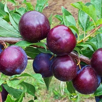 Шарафуга ВЕЛЬВЕТ САНРАЙЗ  Шарафуга ВЕЛЬВЕТ САНРАЙЗ в Ставрополе