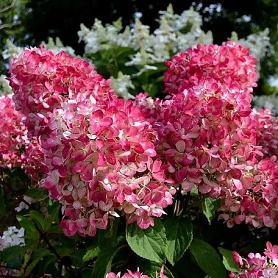 Гортензия ПИНК ДАЙМОНД метельчатая  Гортензия ПИНК ДАЙМОНД метельчатая в Ставрополе