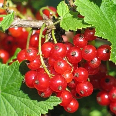 Смородина красная РАЧКОВСКАЯ  Смородина красная РАЧКОВСКАЯ в Ставрополе