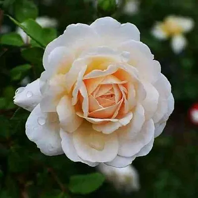 Саженцы роз КРОКУС РОУЗ английская  Саженцы роз КРОКУС РОУЗ английская в Ставрополе