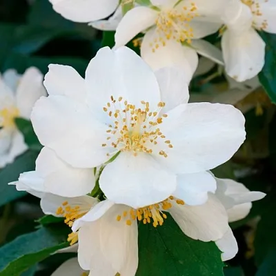 Жасмин ЮСТИНКА  Жасмин ЮСТИНКА в Ставрополе