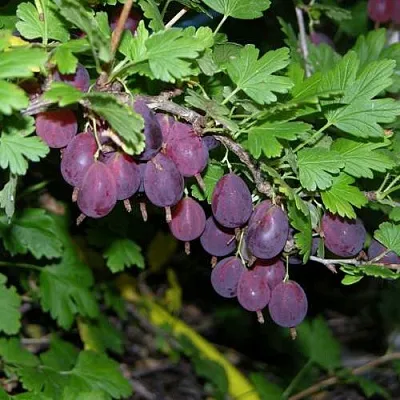 Крыжовник ГРУШЕНЬКА в Ставрополе