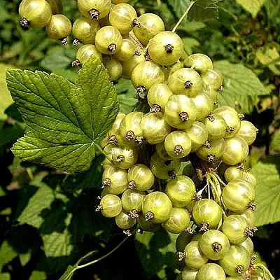 Смородина зеленоплодная СНЕЖНАЯ КОРОЛЕВА  Смородина зеленоплодная СНЕЖНАЯ КОРОЛЕВА в Ставрополе