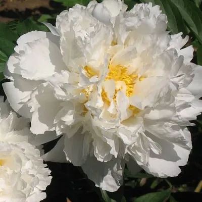 Пион БОУЛ ОФ КРИМ травянистый  Пион БОУЛ ОФ КРИМ травянистый в Ставрополе