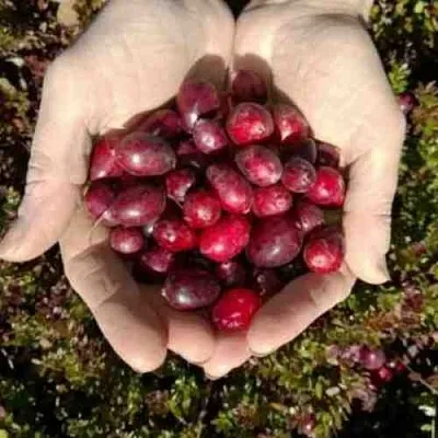 Клюква ХАБЕЛЬМАН  Клюква ХАБЕЛЬМАН в Ставрополе