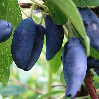 Жимолость съедобная в Ставрополе