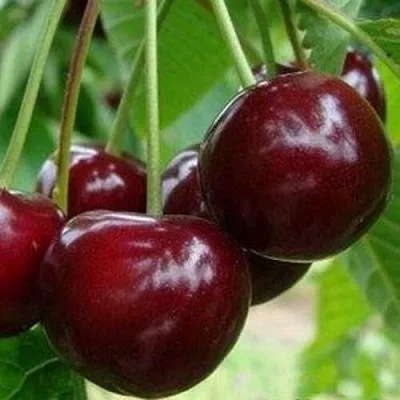 Вишня МИЛАВИЦА в Ставрополе